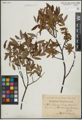 Foto von Salix lapponum L. x Salix myrtilloides L.
